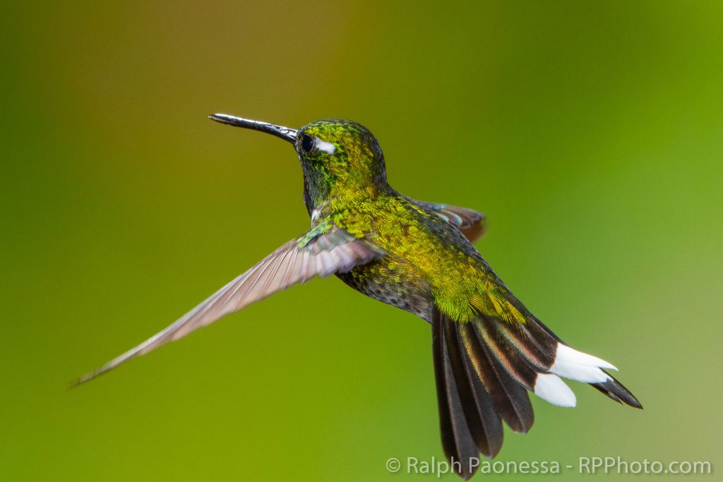 Purple-bibbed Whitetip
