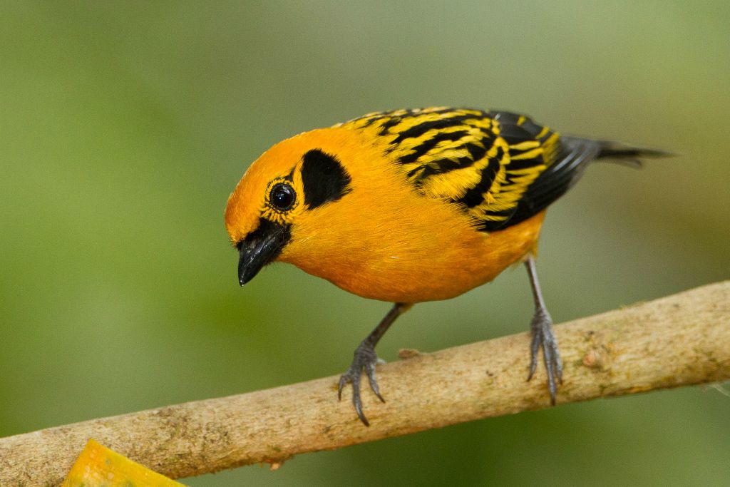 Golden Tanager