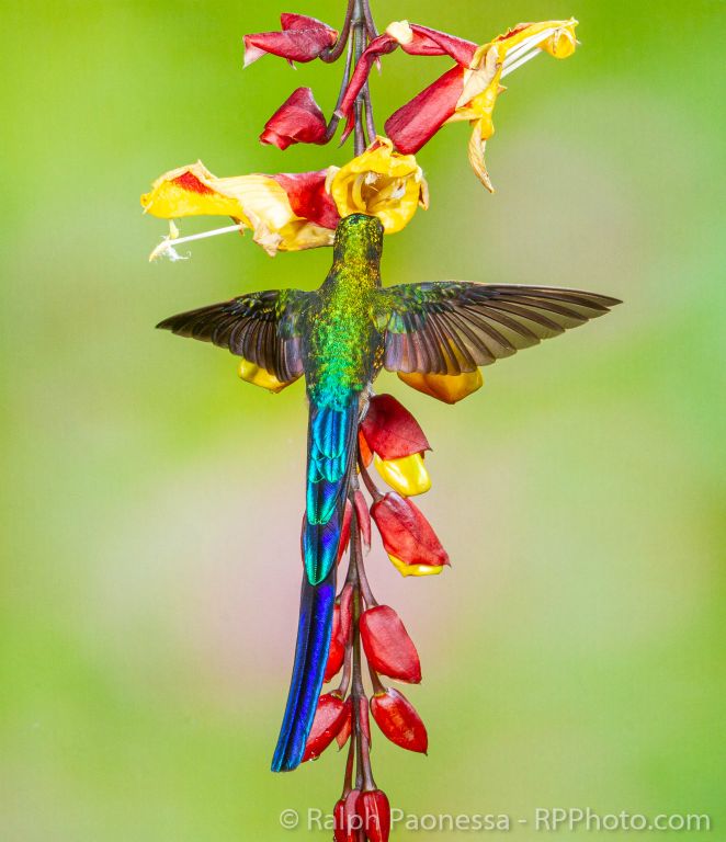 Violet-tailed Sylph