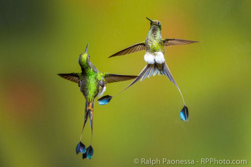 Booted Racket-tails facing off