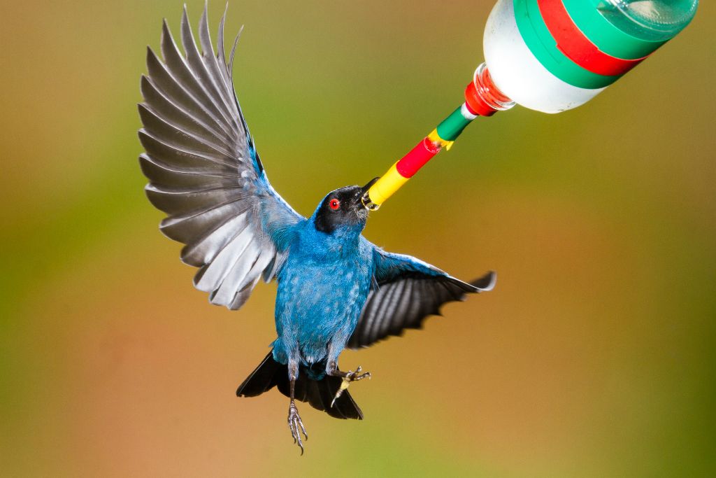 Masked Flowerpiercer