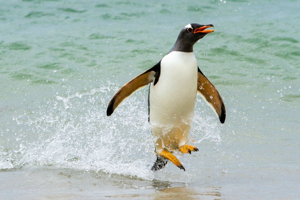 Gentoo Penguin
