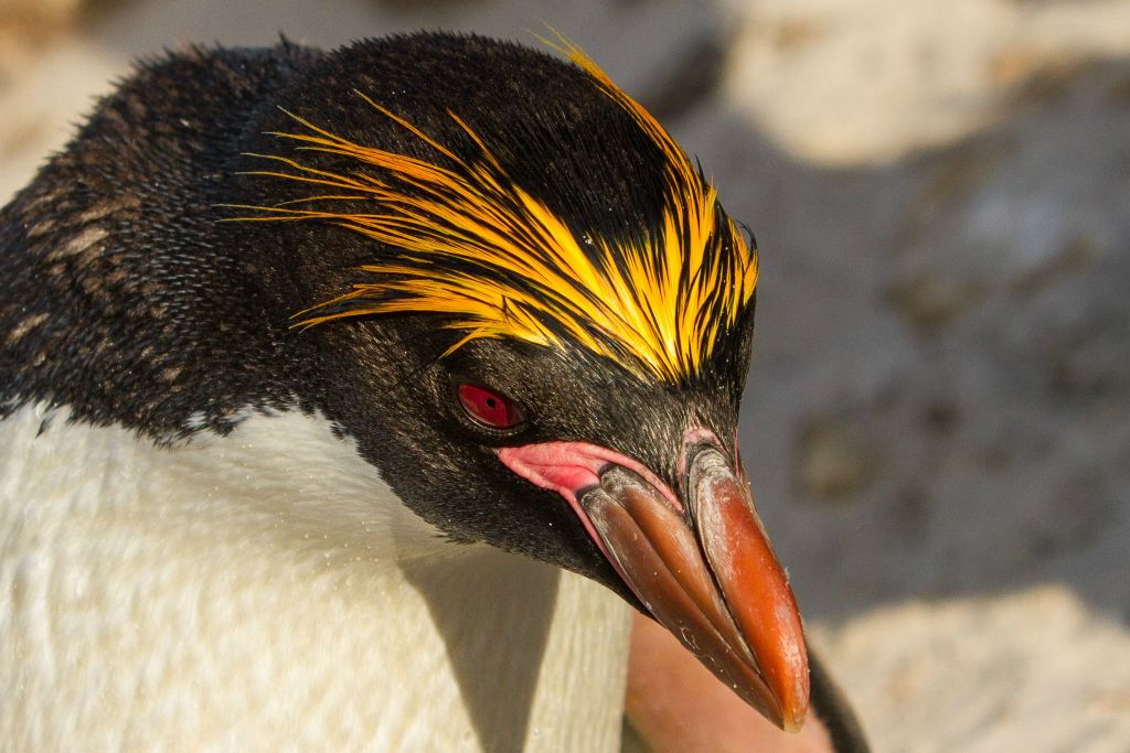 Macaroni Penguin