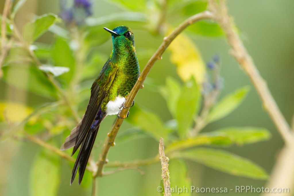 Sapphire-vented Puffleg