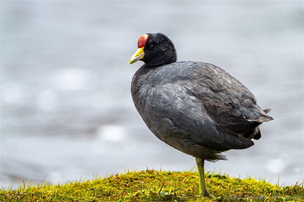 Andean Coot 13,000 ft.