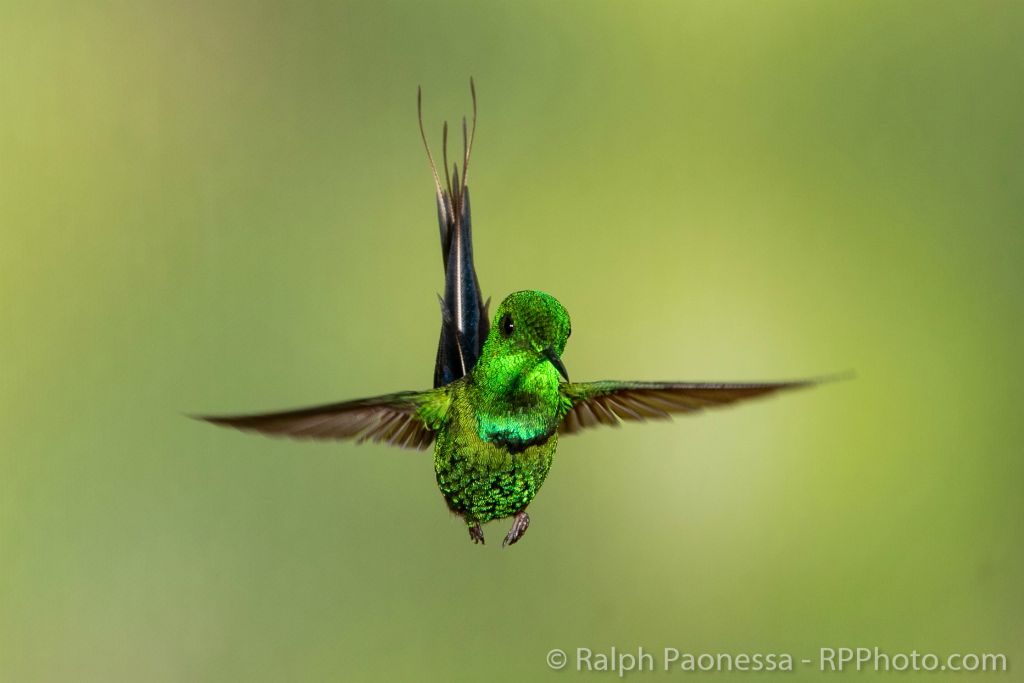 Green Thorntail