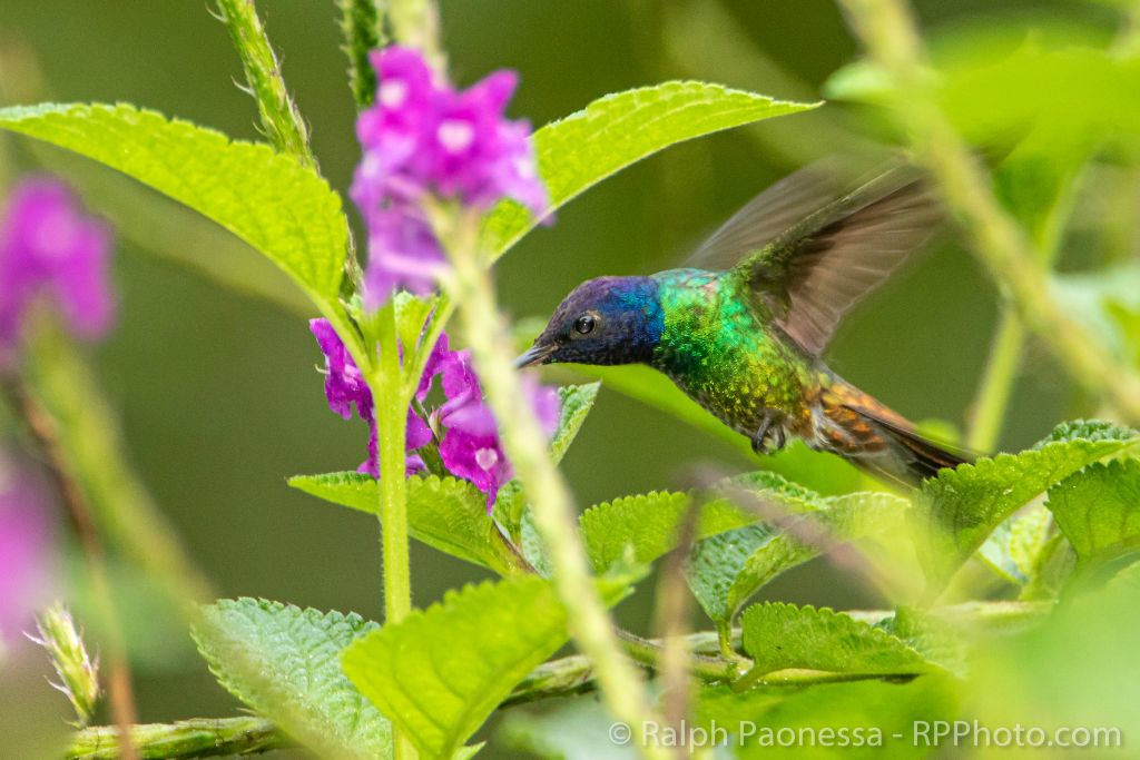 Golden-tailed Sapphire