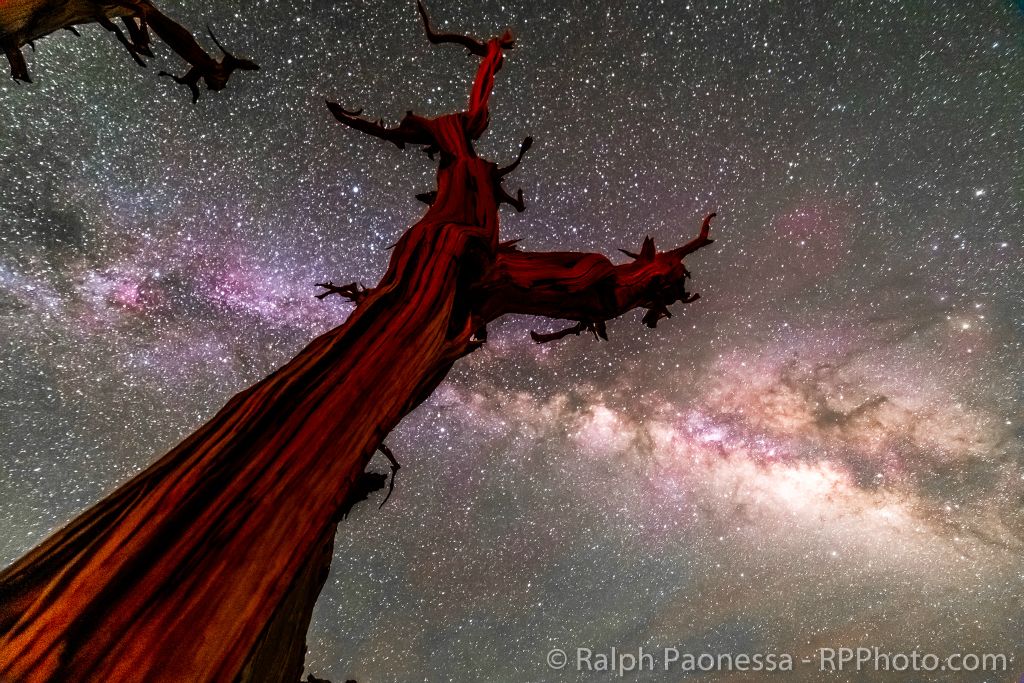 Ancient Bristlecone Pine and the Summer Milky Way