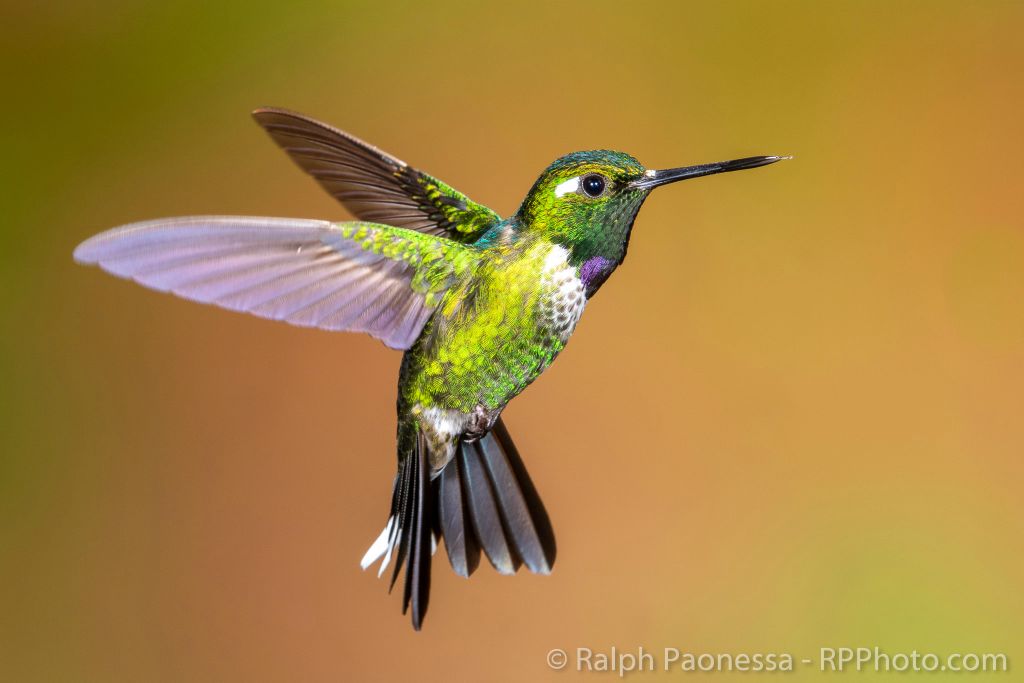 Purple-bibbed Whitetip