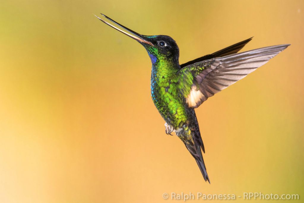 Buff-winged Starfrontlet