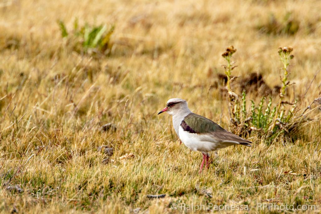 Andean Lapwing