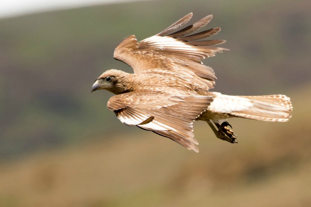 Immature Carunculated Caracara