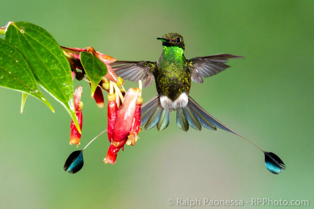 Booted Racket-tail