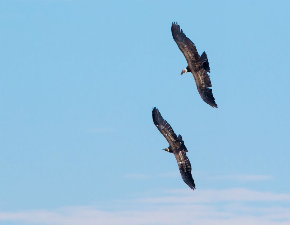 Andean Condors