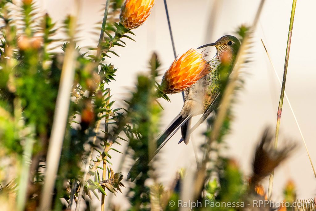 Black-tailed Trainbearer