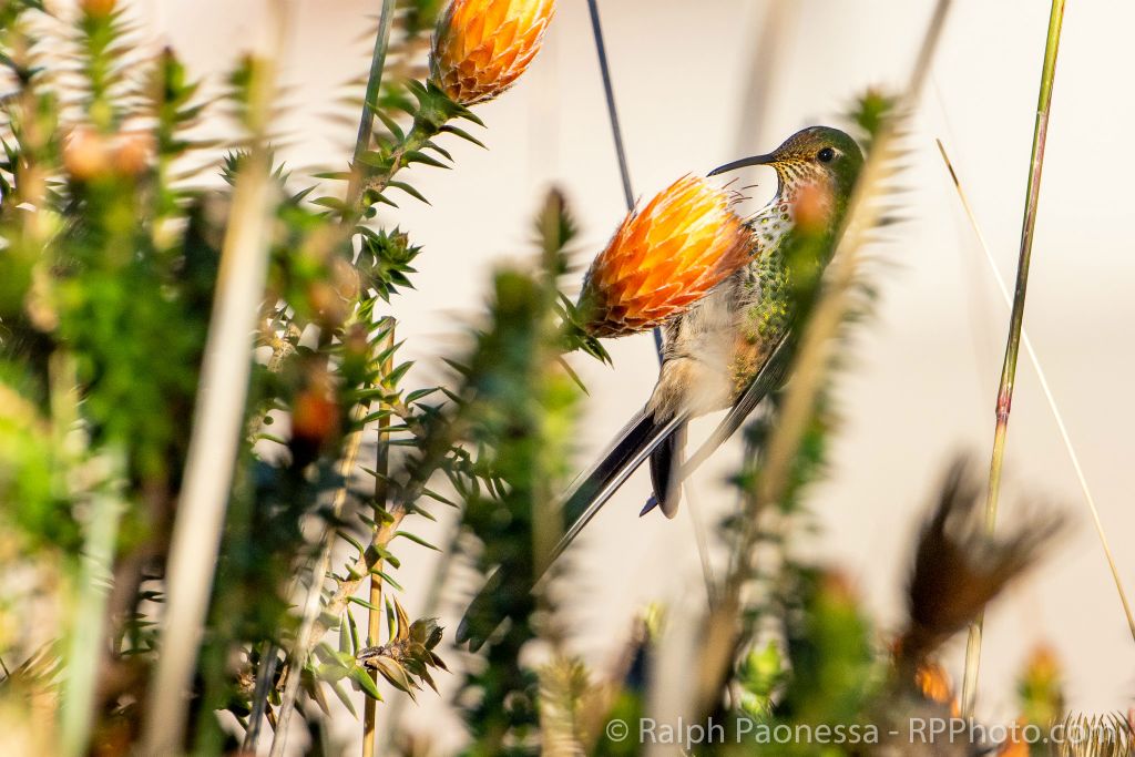 Black-tailed Trainbearer