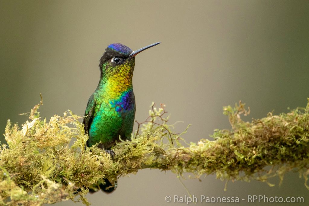 Fiery-throated Hummingbird