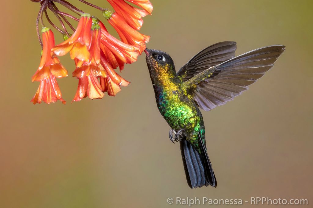 Fiery-throated Hummingbird