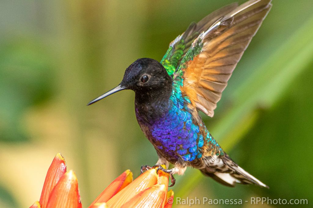 Velvet-purple Coronet