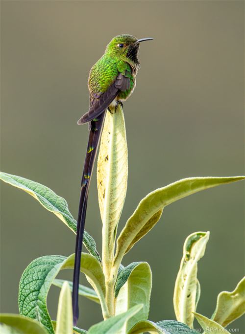 Black-tailed Trainbearer