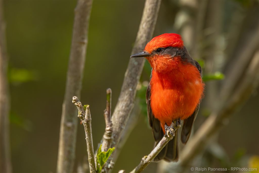 Vermillion Flycatcher