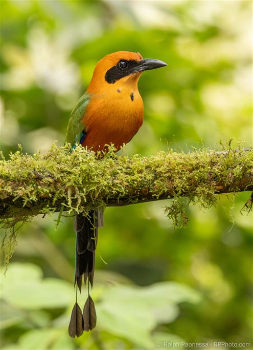 Rufous Motmot