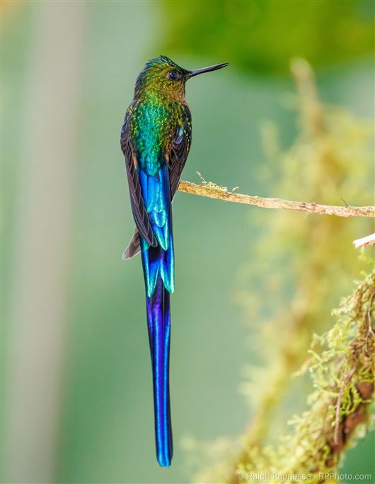 Violet-tailed Sylph
