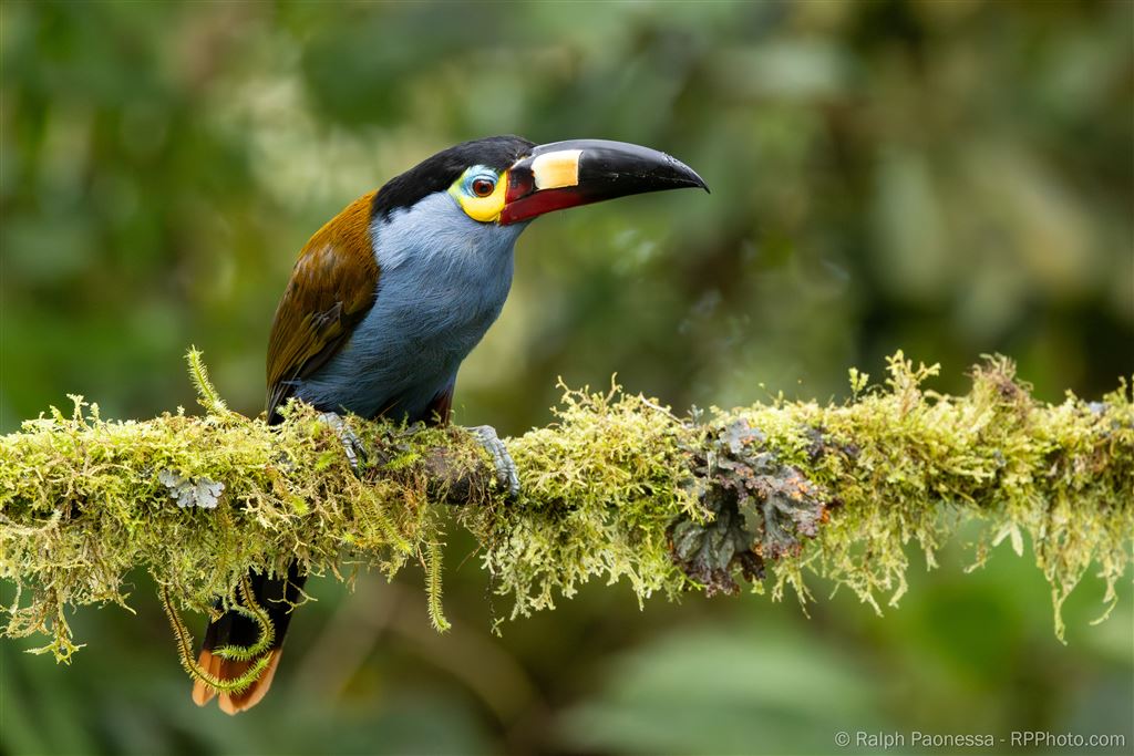 Plate-billed Mountain Toucan