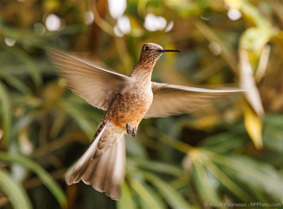 Giant Hummingbird