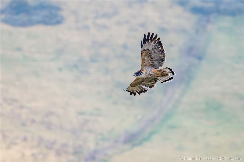 Black-chested Buzzard-Eagle