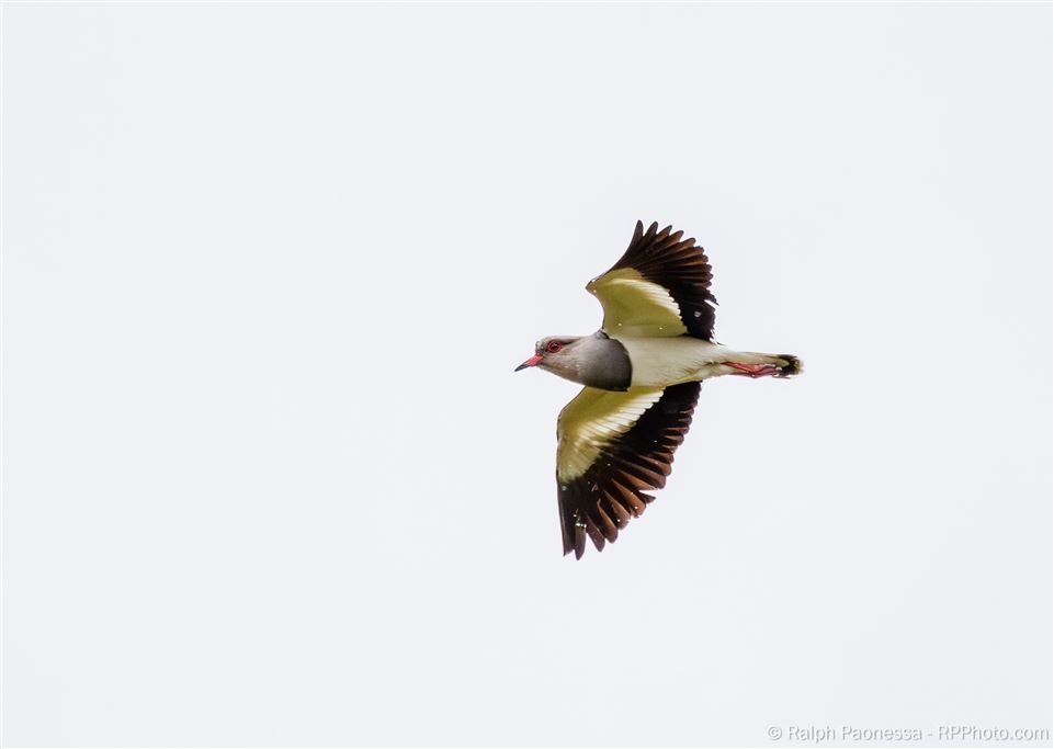 Andean Lapwing