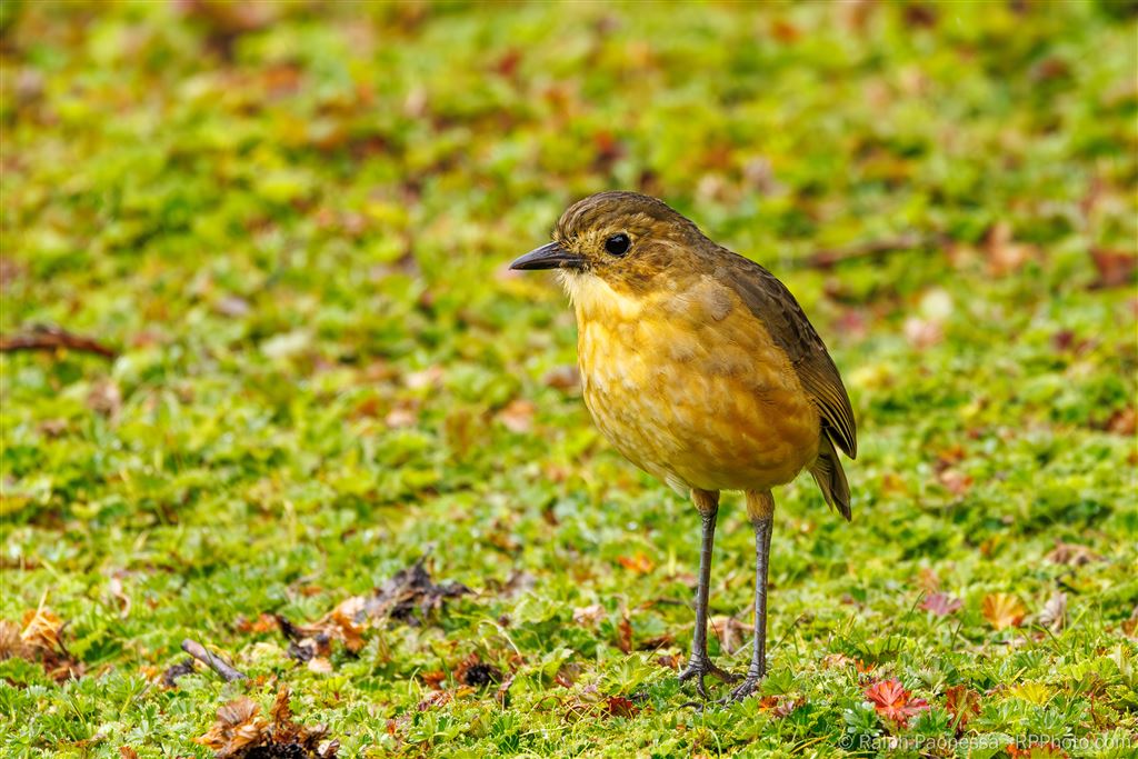 Tawny Antpitta