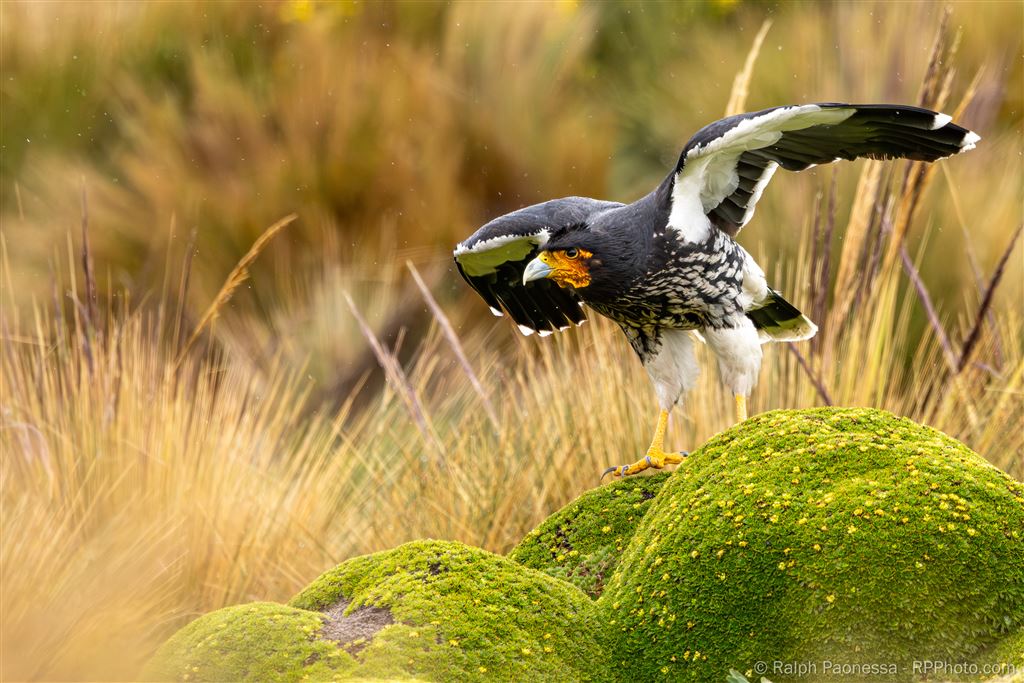 Carunculated Caracara