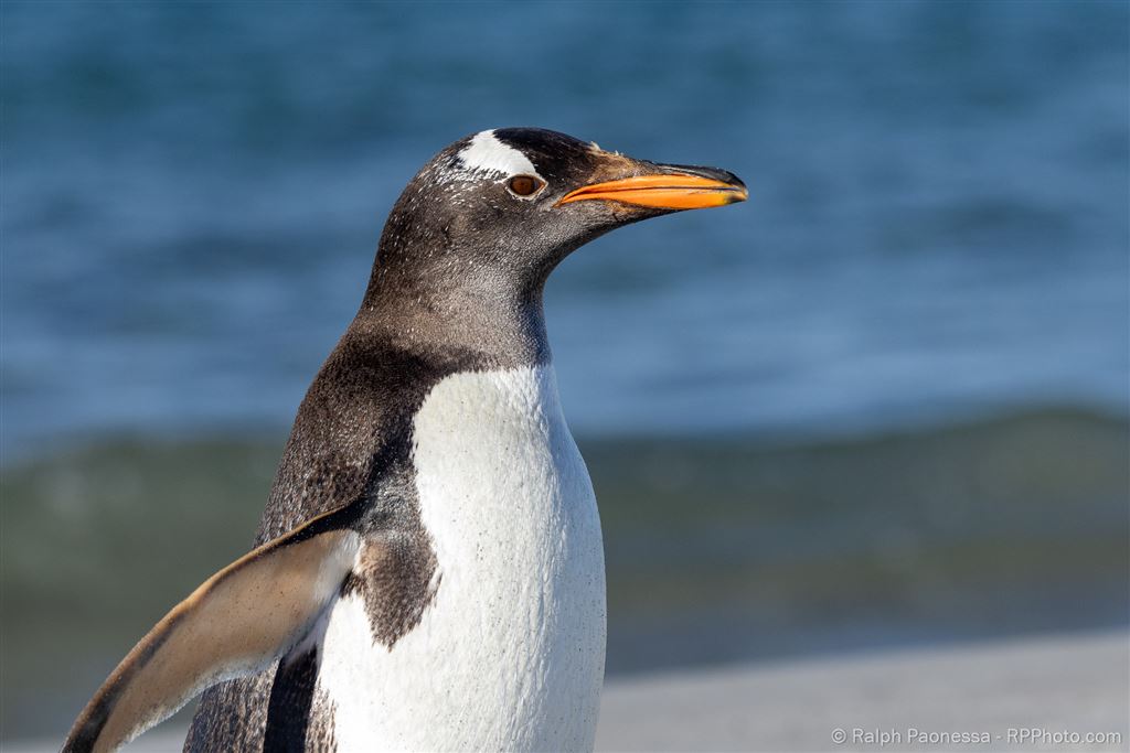 Gentoo Penguin