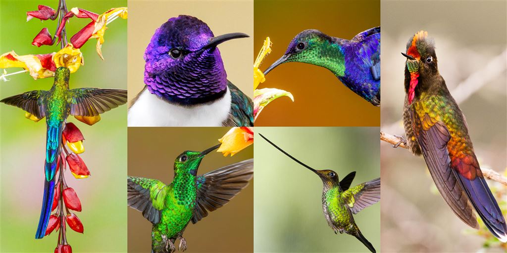 Ecuador & Costa Rica Hummingbirds