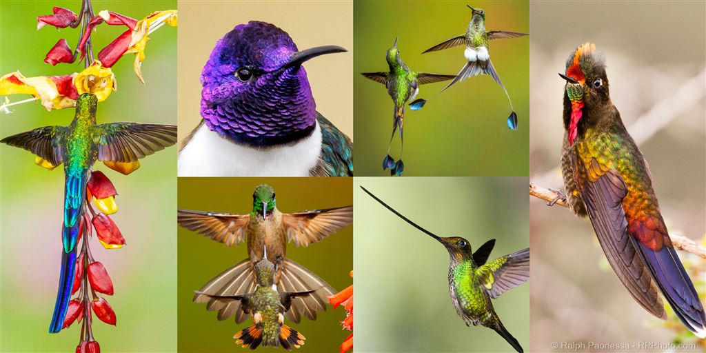 Ecuador Hummingbirds