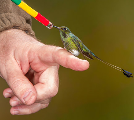 Lending a helping hand to a Booted Racket-tail.