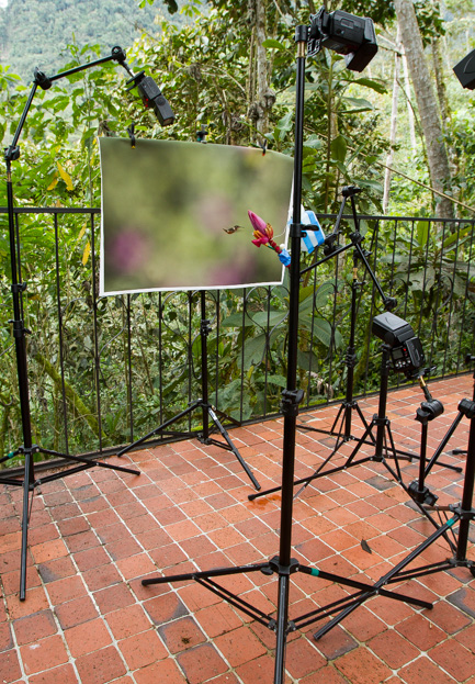 An outdoor studio for hummingbirds.