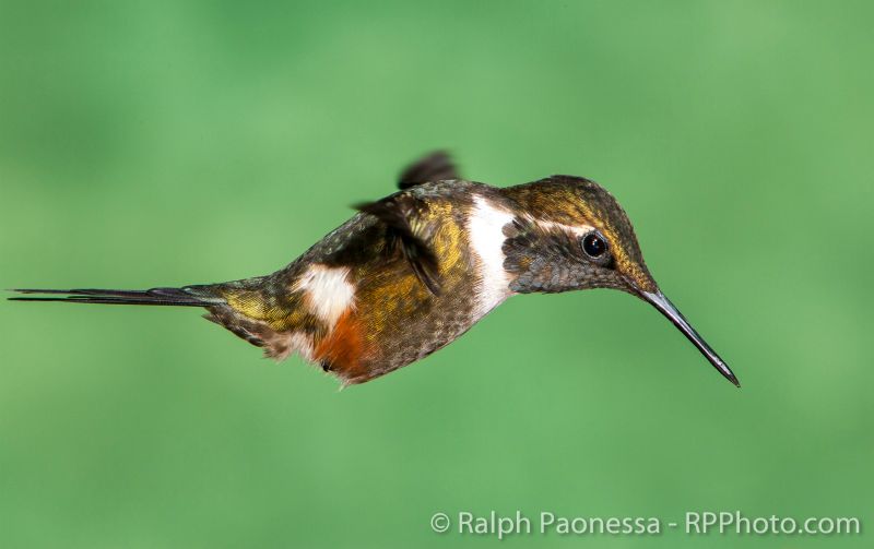 A Purple-throated Woodstar from the side.