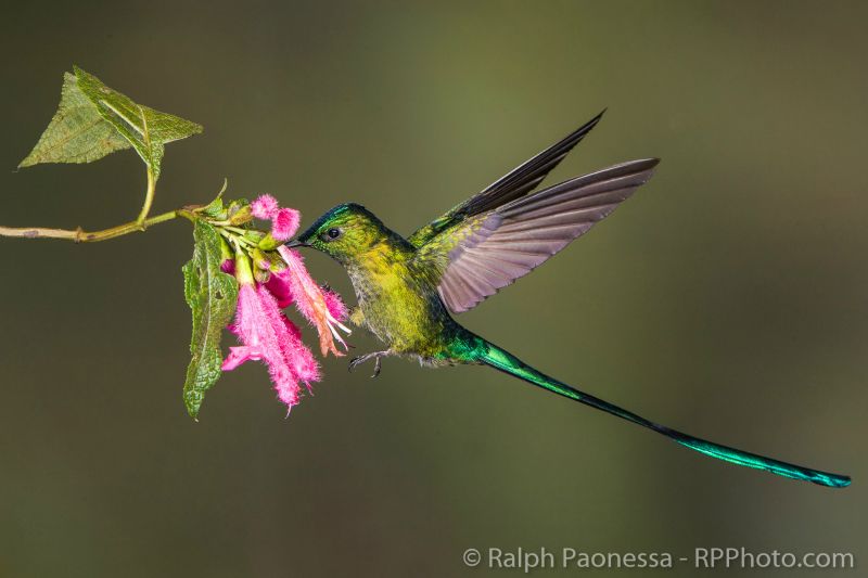 A Long-tailed Sylph visits a Centropogon flower.