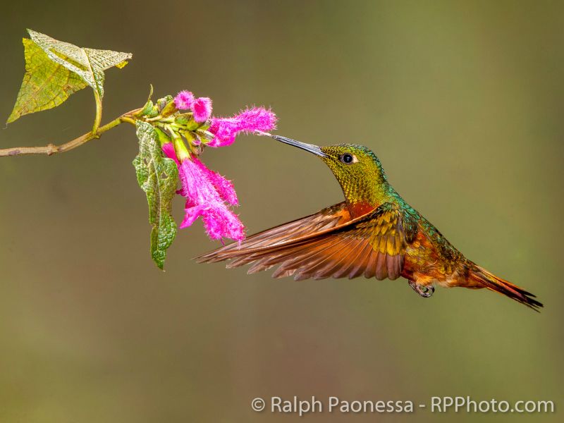 Chestnut-breasted Coronet