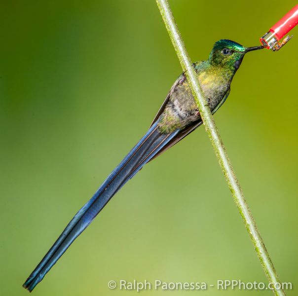 A  Long-tailed Sylph perches on a branch as it approaches the feeder.