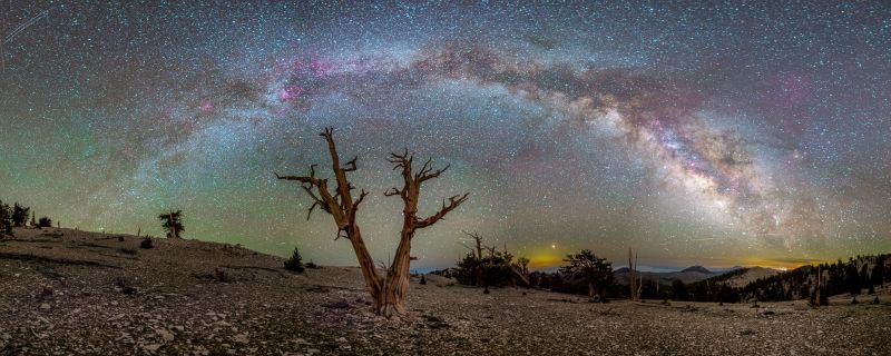 Milky Way and Ancient Bristlecone Pine