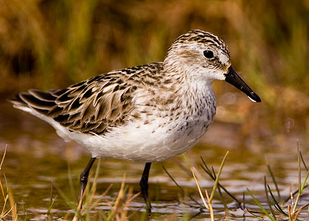 Semipalmated Sandpiper, Nome, Alaska