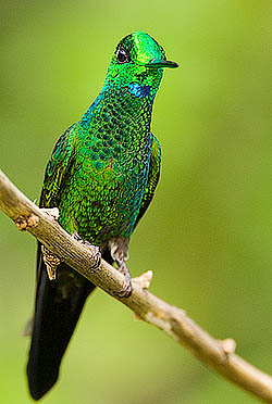 Green-crowned Brilliant, Costa Rica