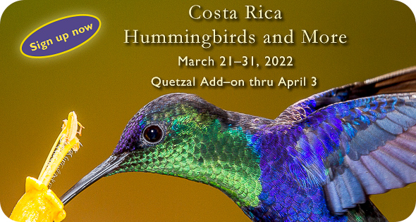 Costa Rica Hummingbirds - click for more info