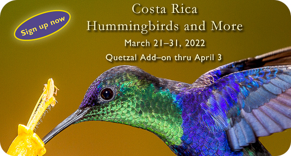 Costa Rica Hummingbirds - click for more info Costa Rica Hummingbirds - click for more info